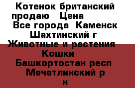 Котенок британский продаю › Цена ­ 3 000 - Все города, Каменск-Шахтинский г. Животные и растения » Кошки   . Башкортостан респ.,Мечетлинский р-н